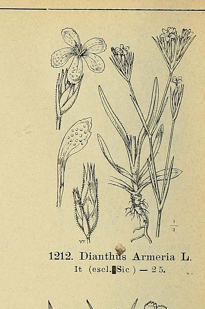 no HD illustration available (m1)