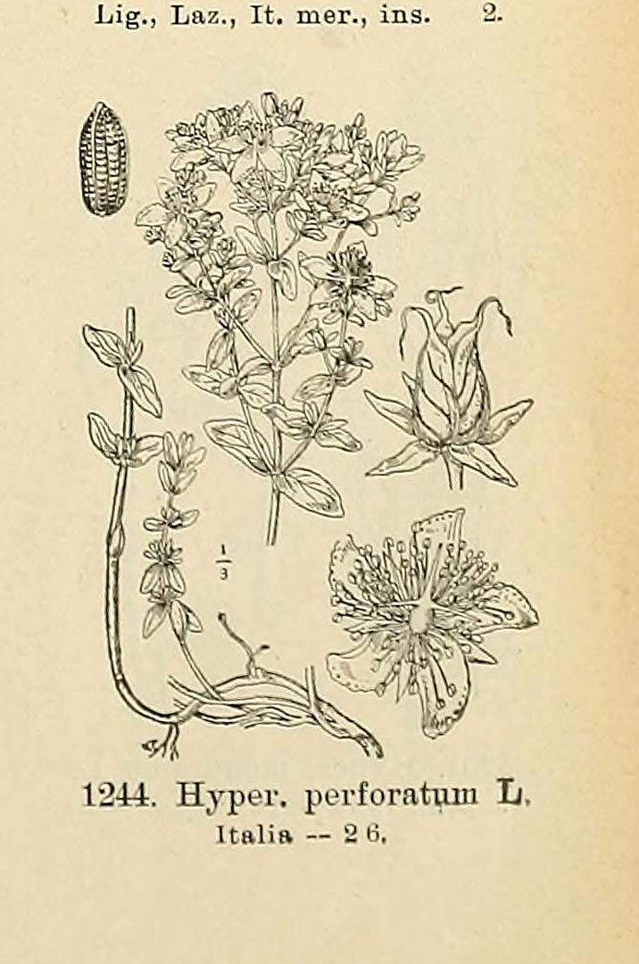 no HD illustration available (m1)