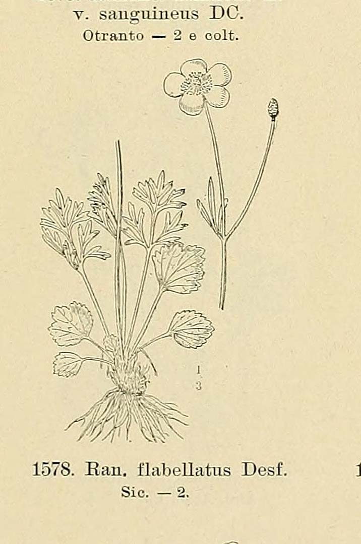 no HD illustration available (m1)