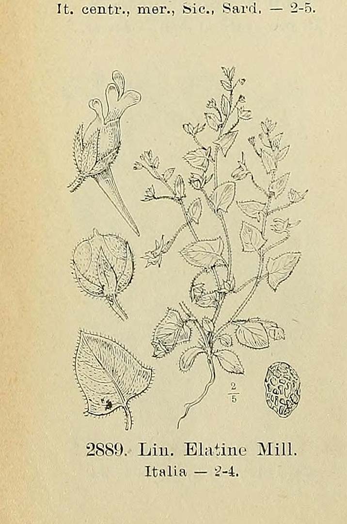 no HD illustration available (m1)