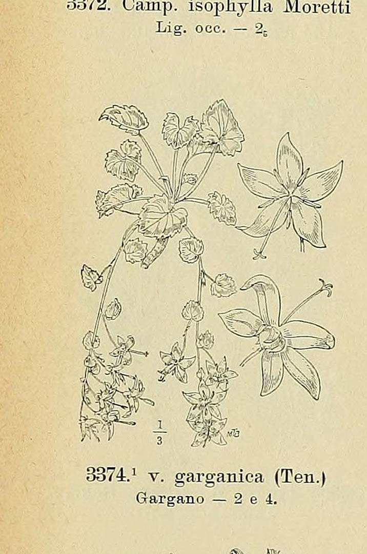 no HD illustration available (m1)