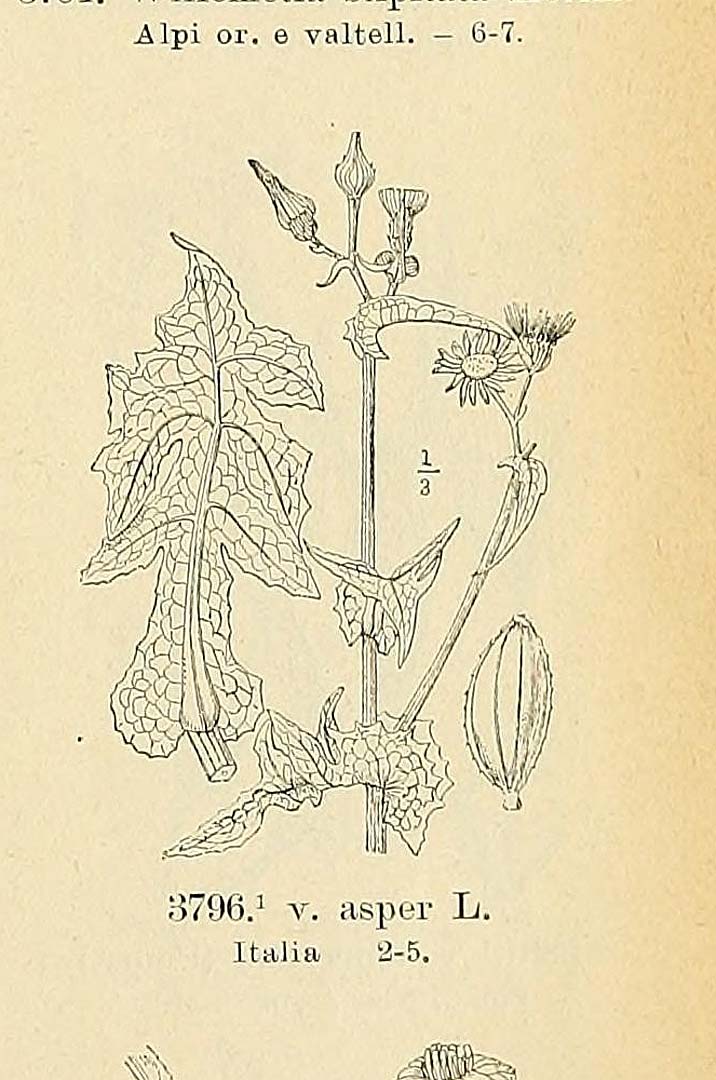 no HD illustration available (m1)