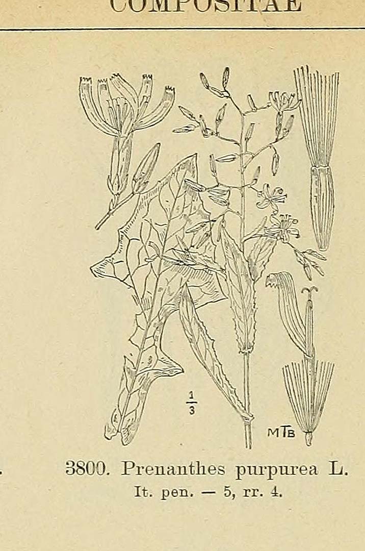 no HD illustration available (m1)