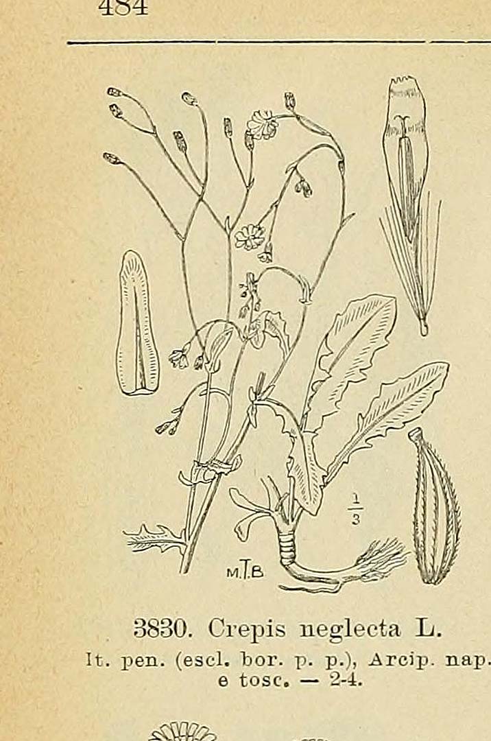 no HD illustration available (m1)