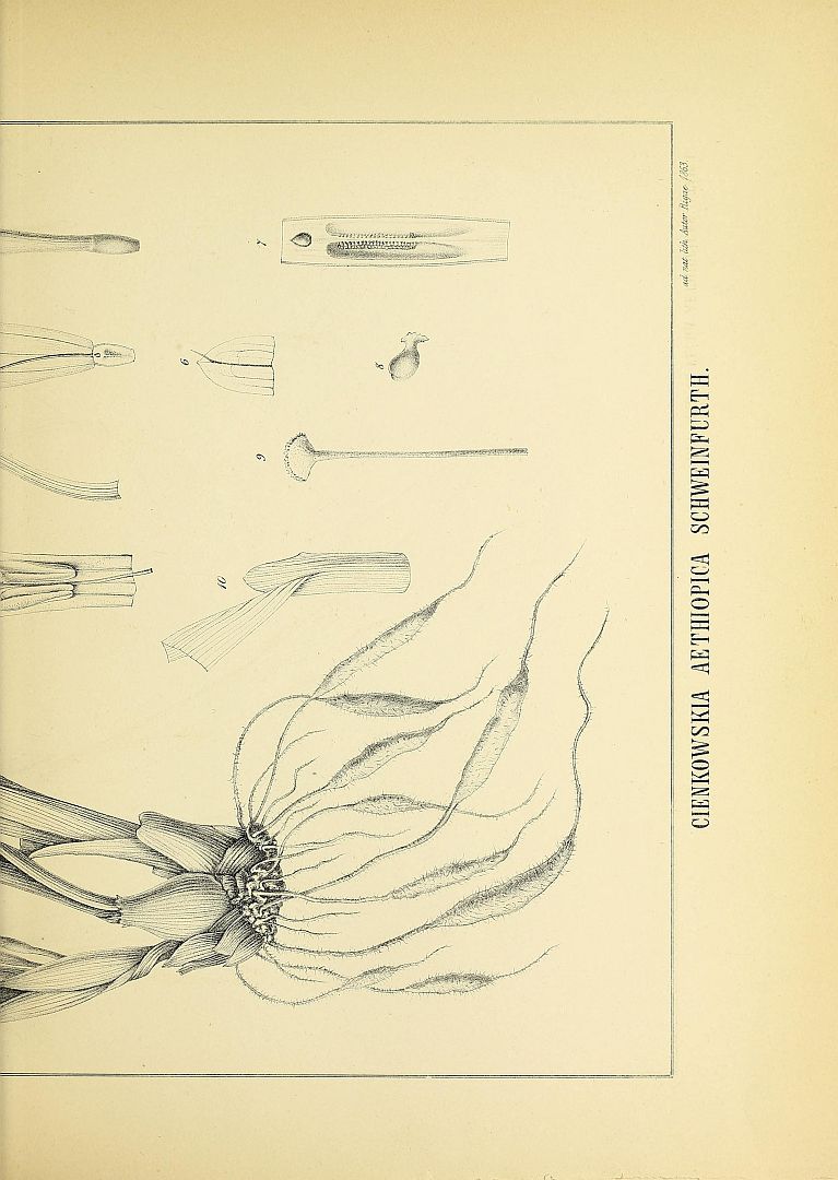 no HD illustration available (m1)
