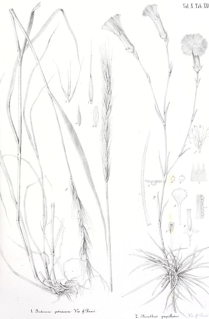 no HD illustration available (m1)