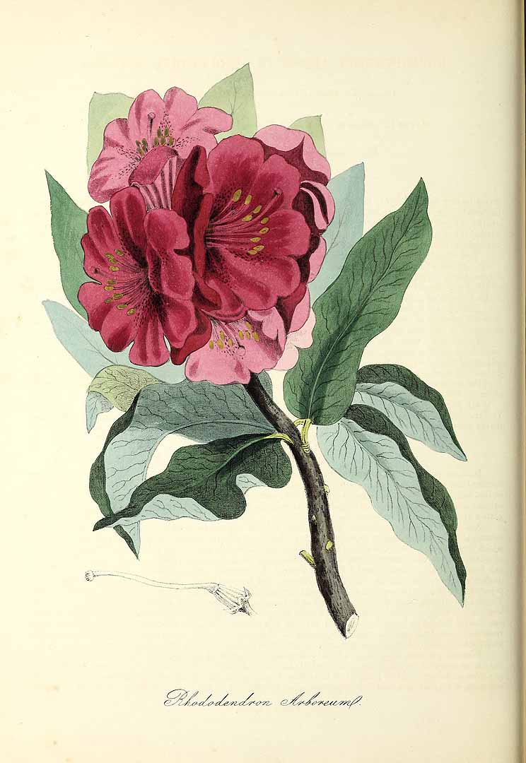 no HD illustration available (m1)
