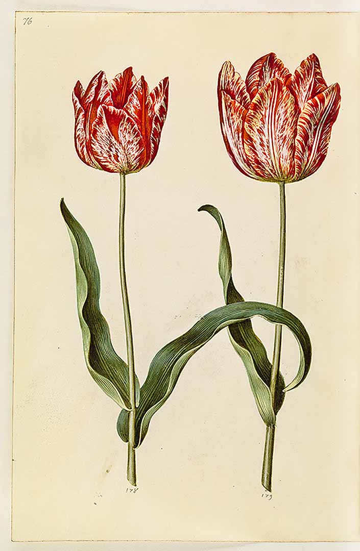 no HD illustration available (m3)