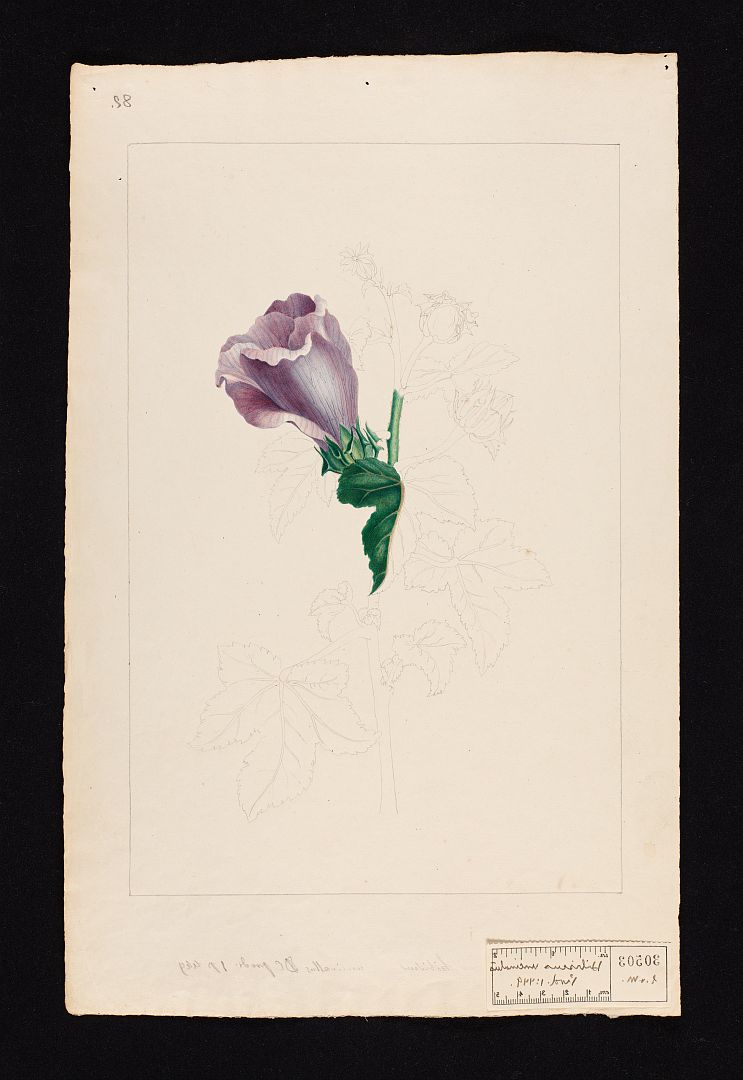 no HD illustration available (m3)