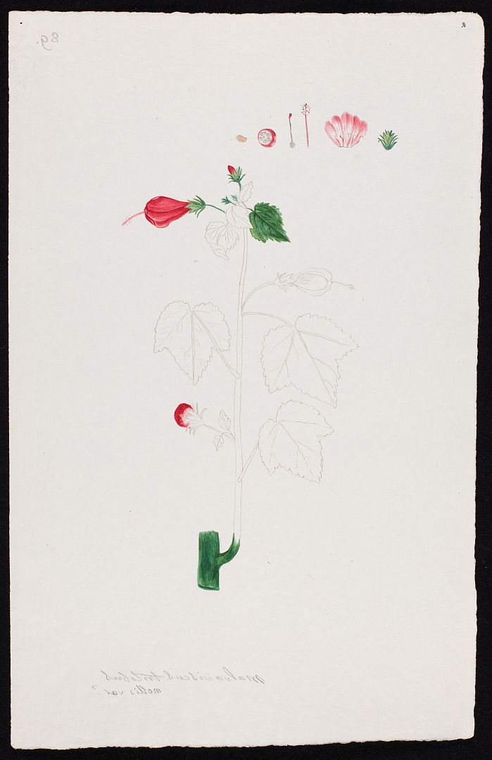 no HD illustration available (m1)