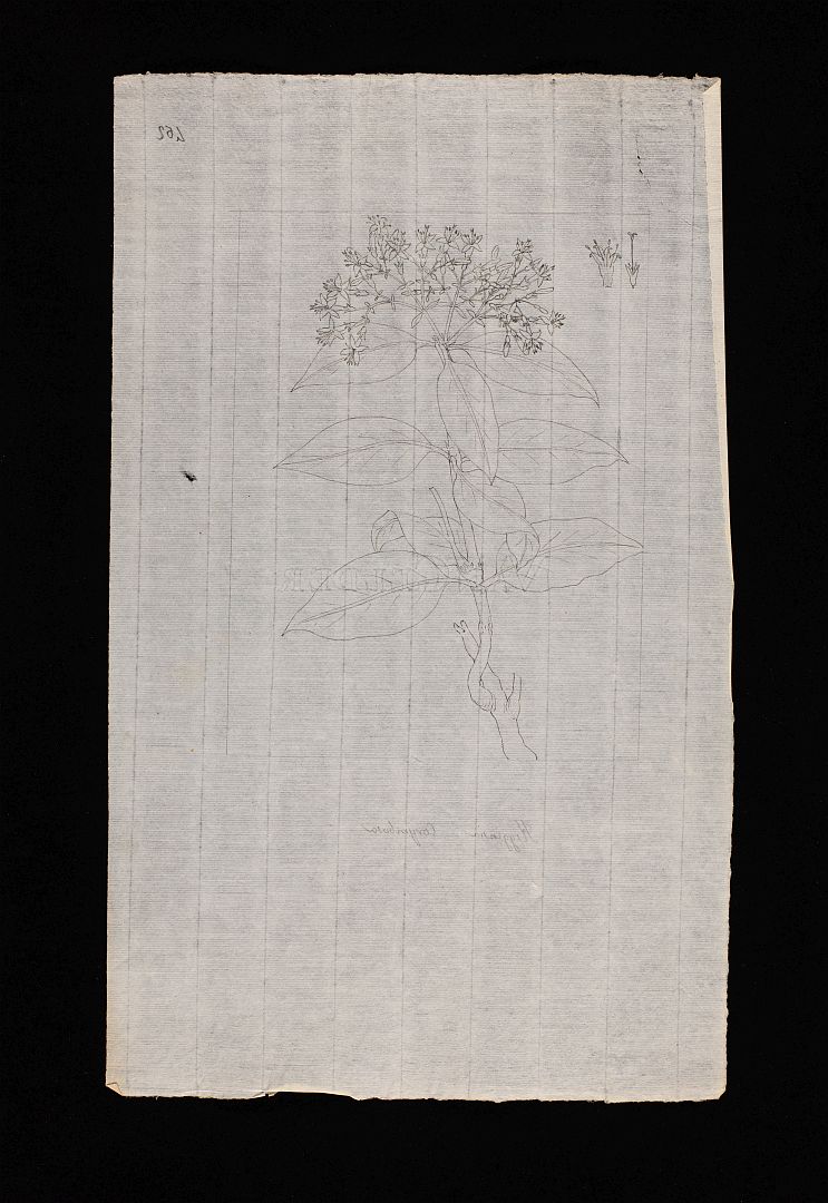 no HD illustration available (m1)