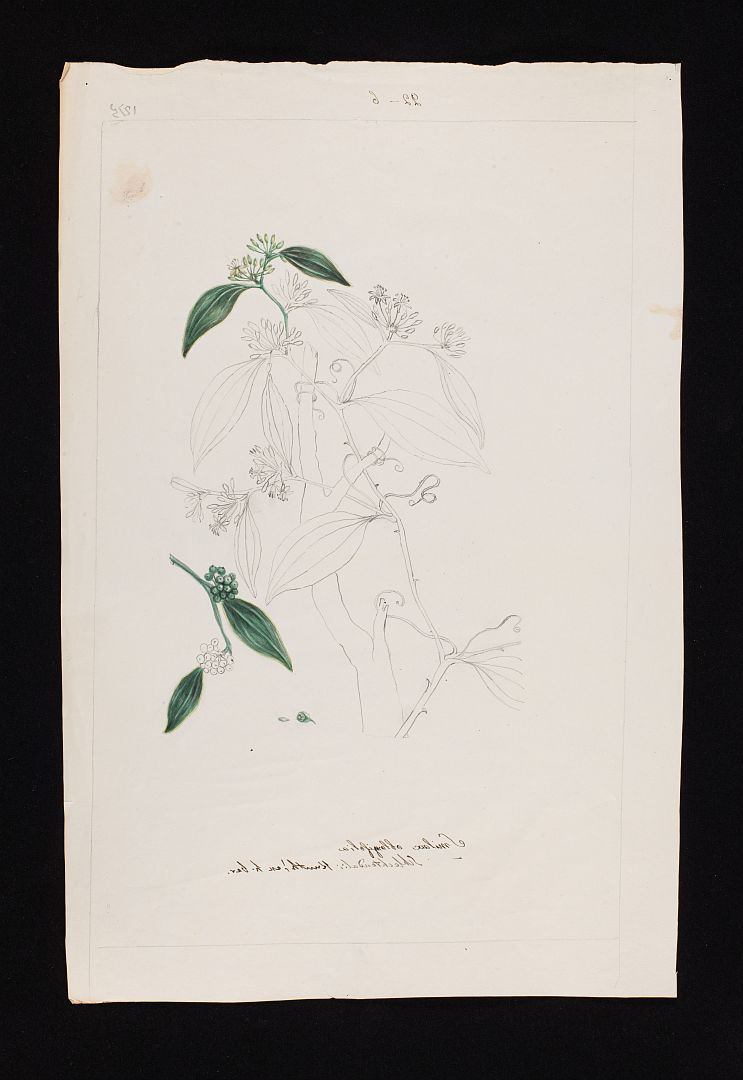 no HD illustration available (m1)
