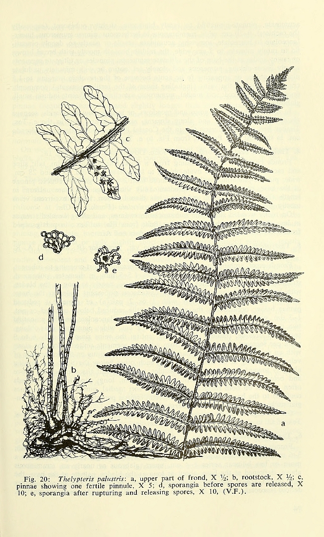 no HD illustration available (m1)