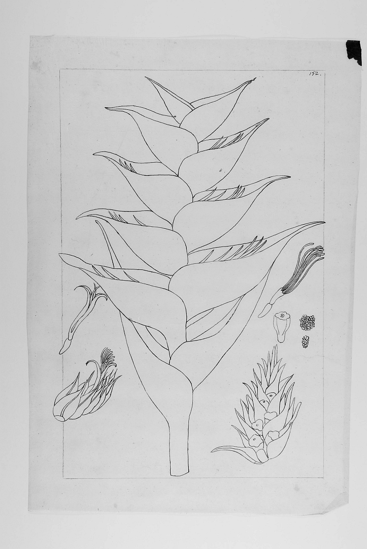 no HD illustration available (m1)
