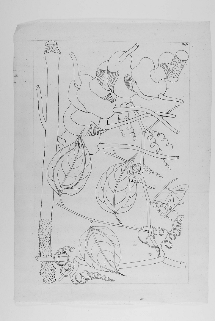 no HD illustration available (m1)