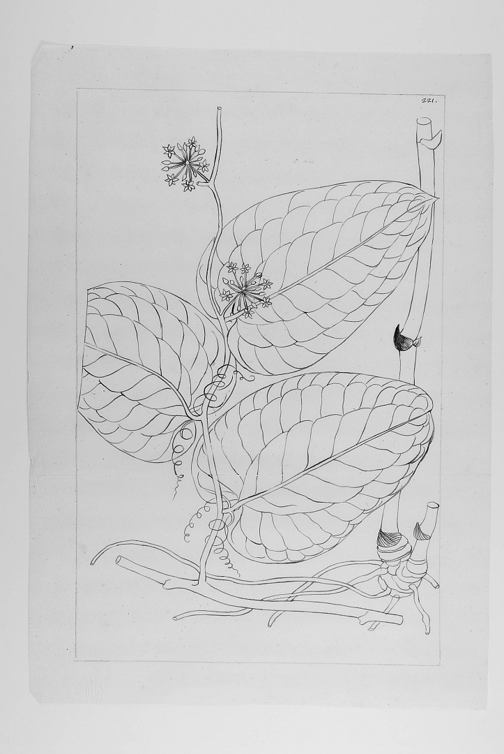 no HD illustration available (m1)