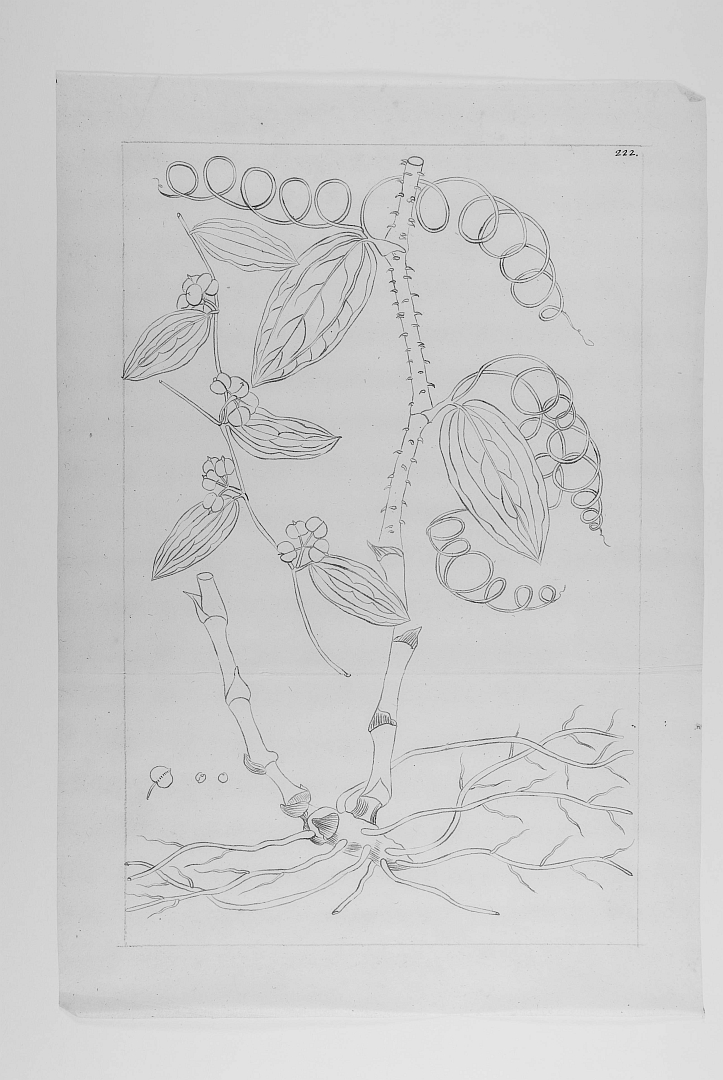 no HD illustration available (m1)