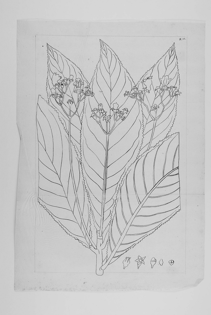no HD illustration available (m1)