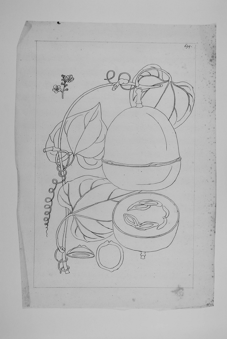 no HD illustration available (m1)