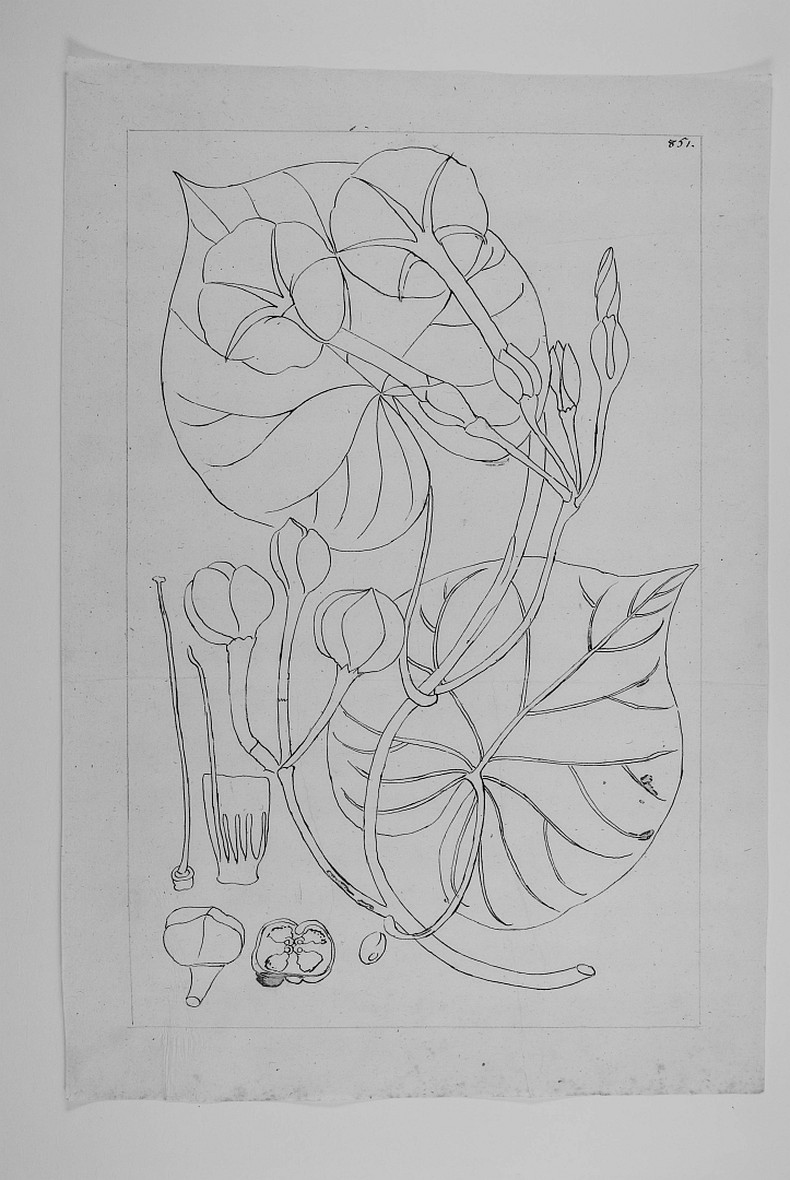 no HD illustration available (m3)