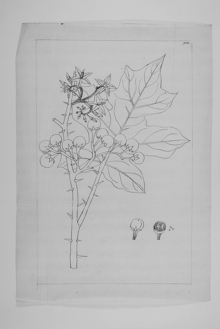 no HD illustration available (m1)