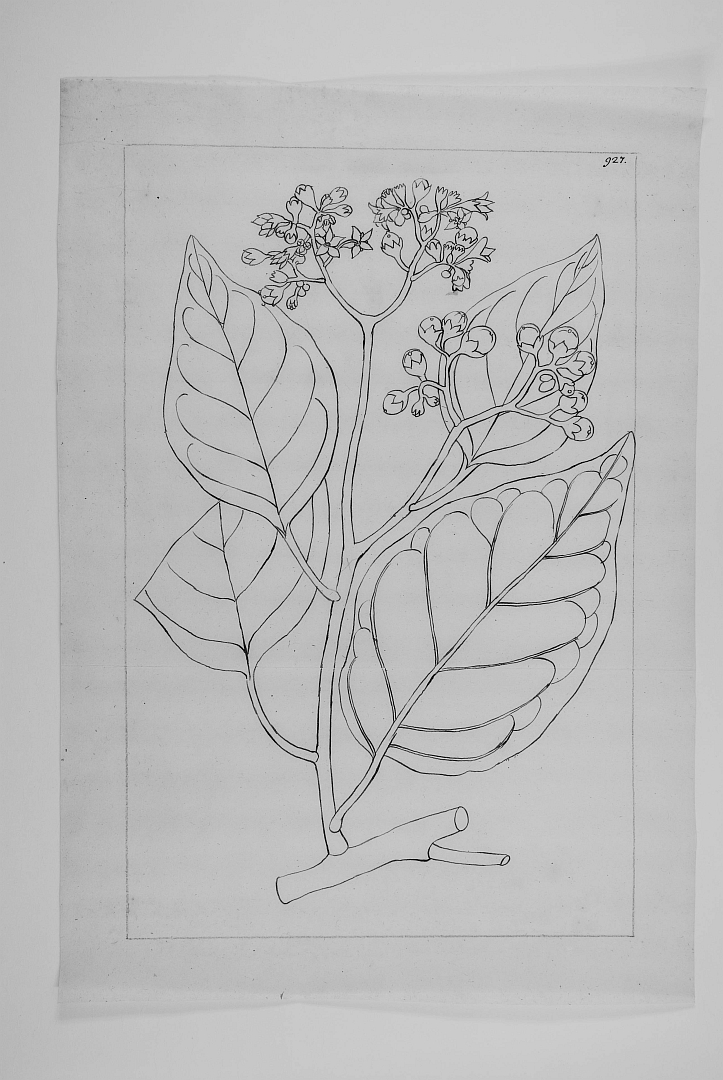 no HD illustration available (m1)
