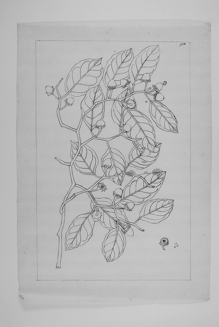 no HD illustration available (m1)