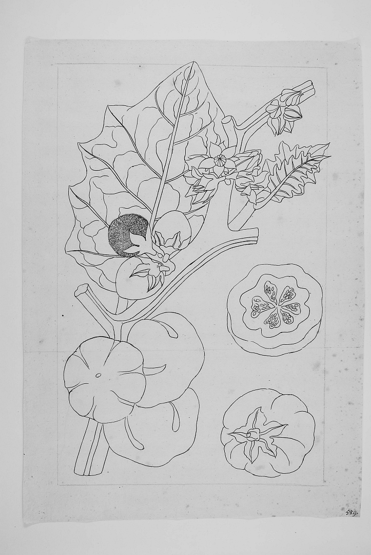 no HD illustration available (m1)