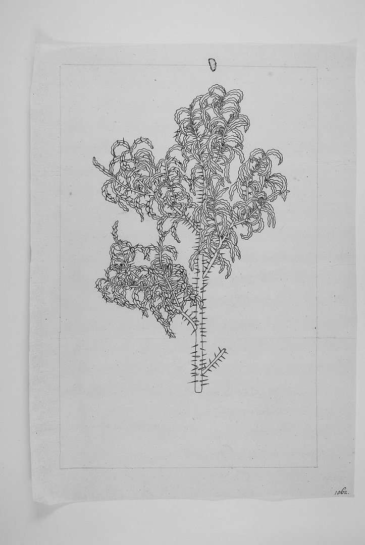 no HD illustration available (m1)