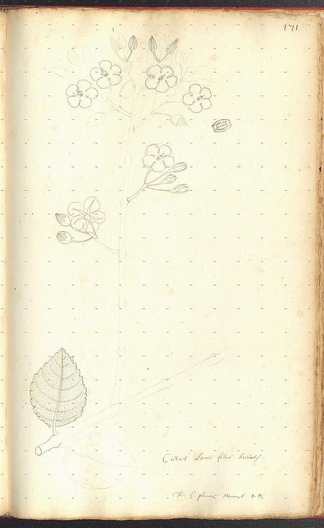 no HD illustration available (m5)