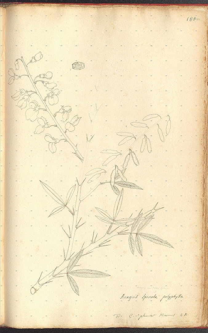 no HD illustration available (m5)