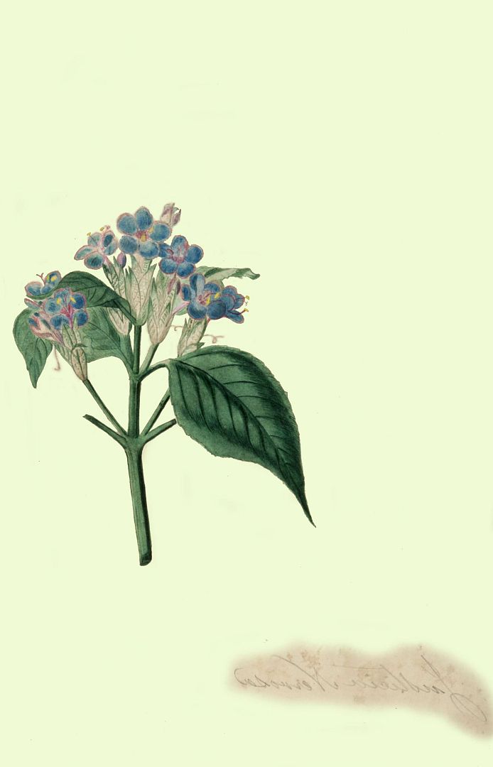 no HD illustration available (m1)