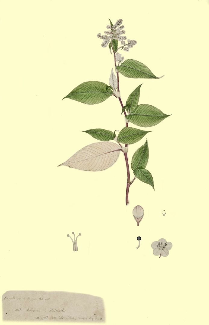no HD illustration available (m3)