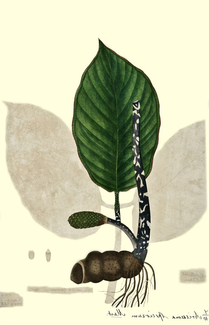 no HD illustration available (m3)