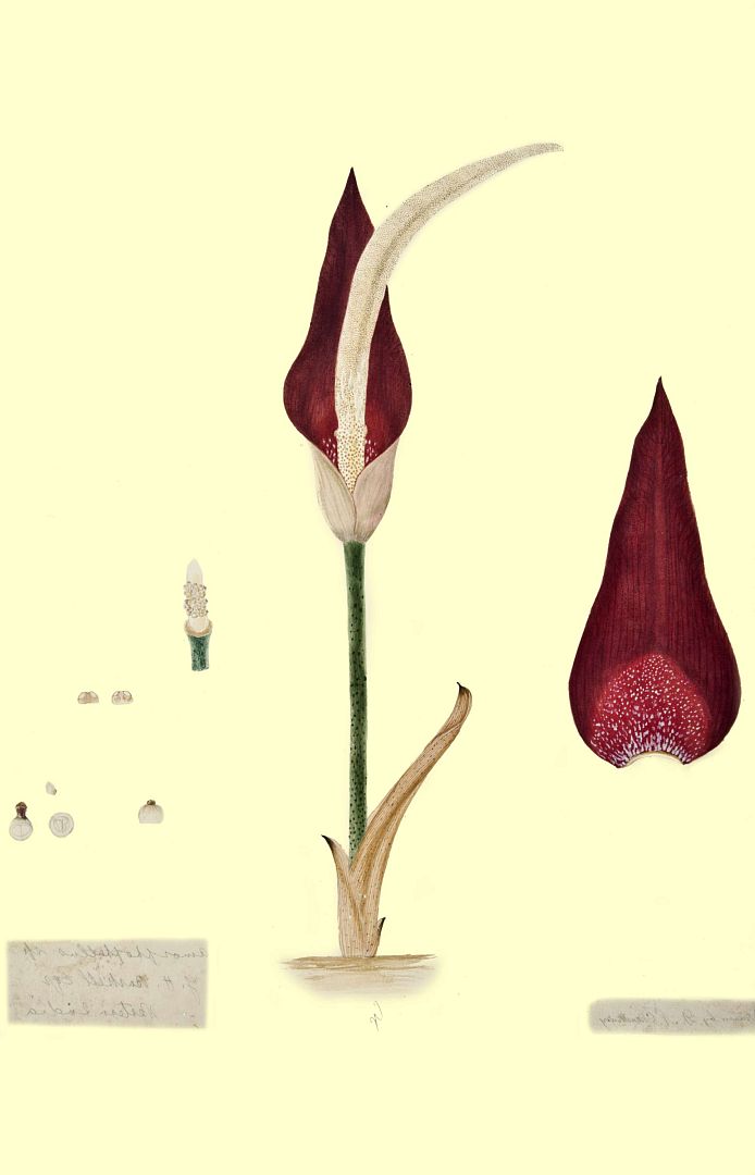 no HD illustration available (m3)