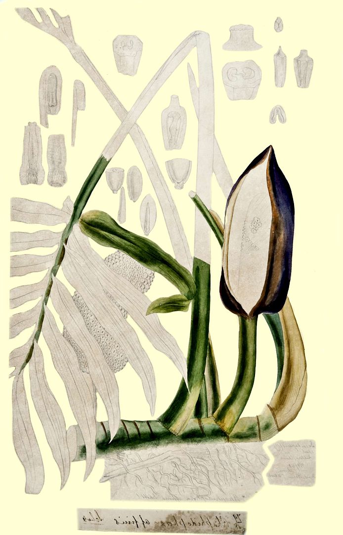 no HD illustration available (m1)