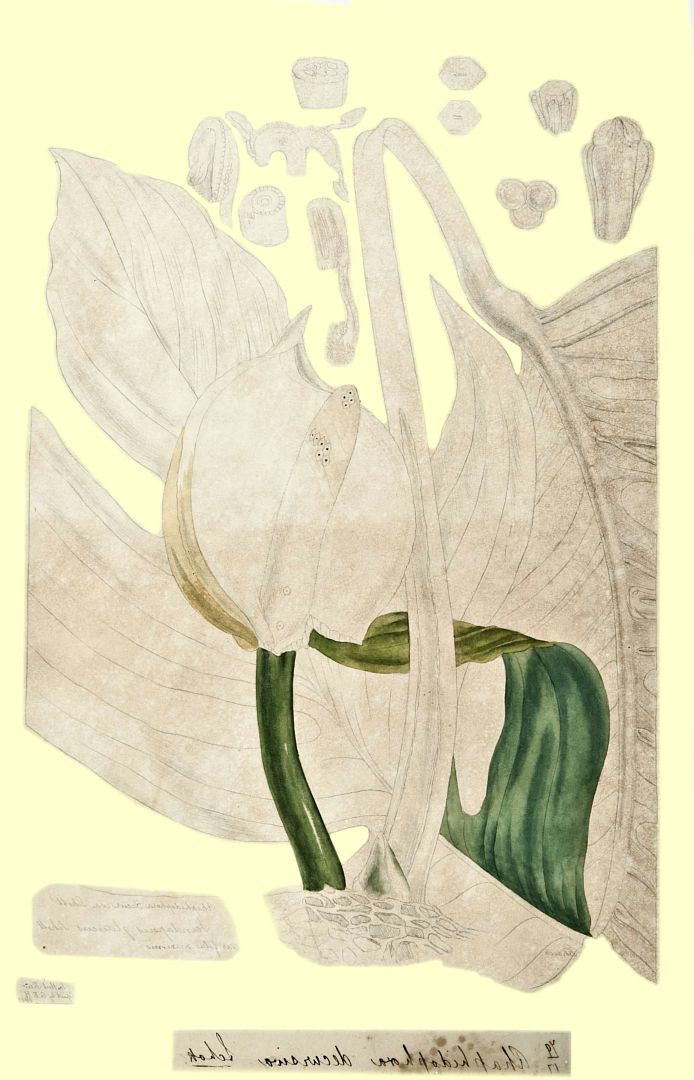 no HD illustration available (m1)