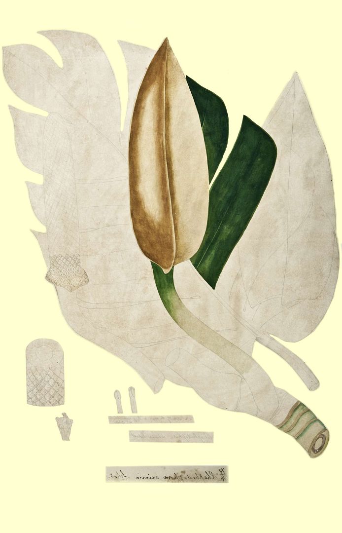 no HD illustration available (m1)