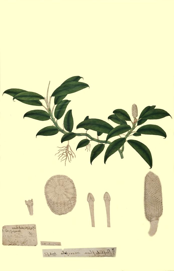 no HD illustration available (m1)