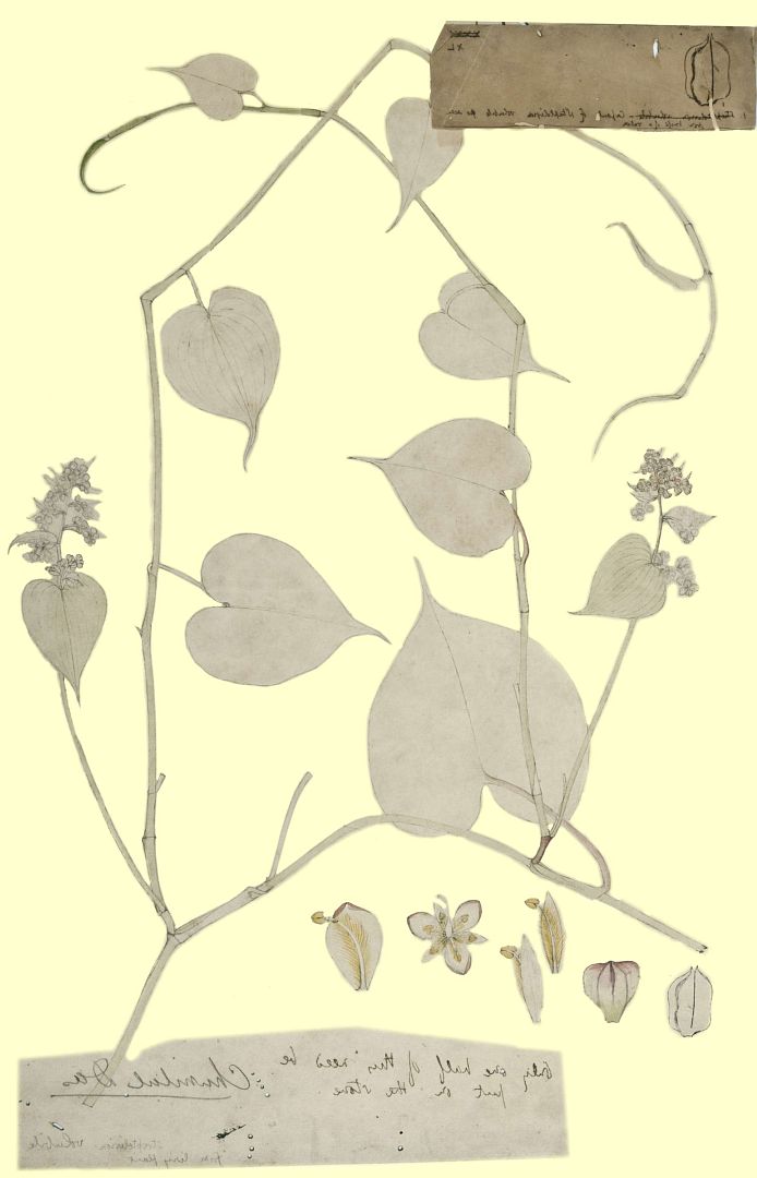 no HD illustration available (m3)