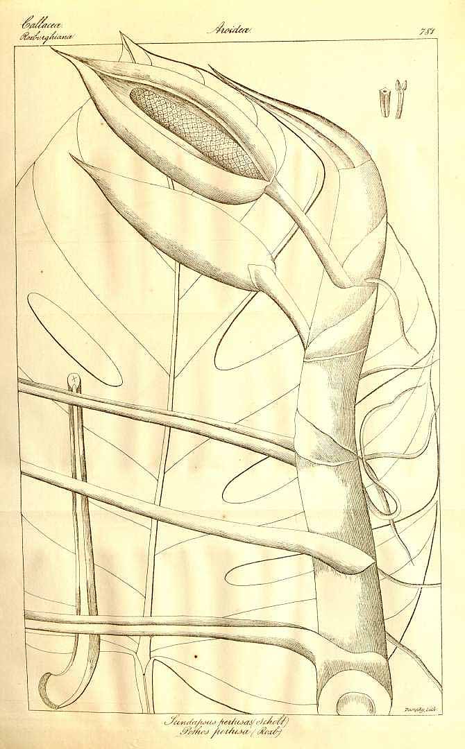 no HD illustration available (m1)