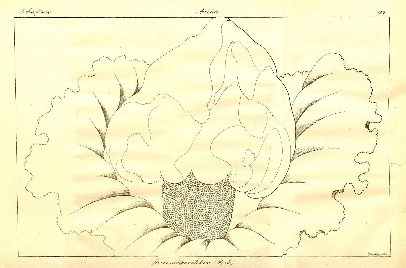 no HD illustration available (m2)