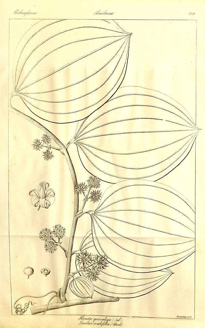 no HD illustration available (m1)