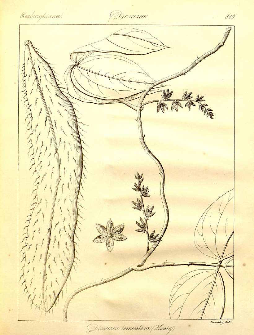 no HD illustration available (m1)