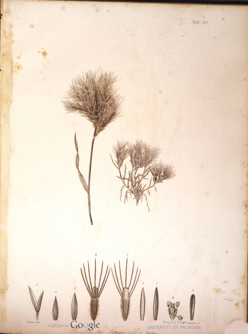 no HD illustration available (m1)
