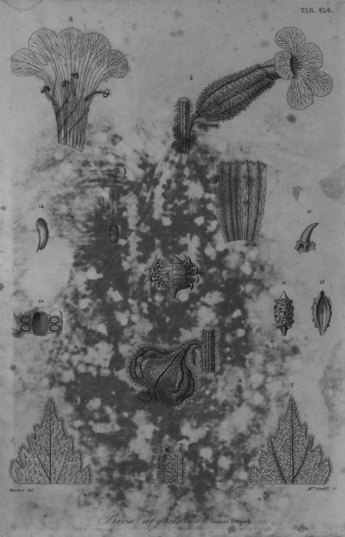 no HD illustration available (m1)