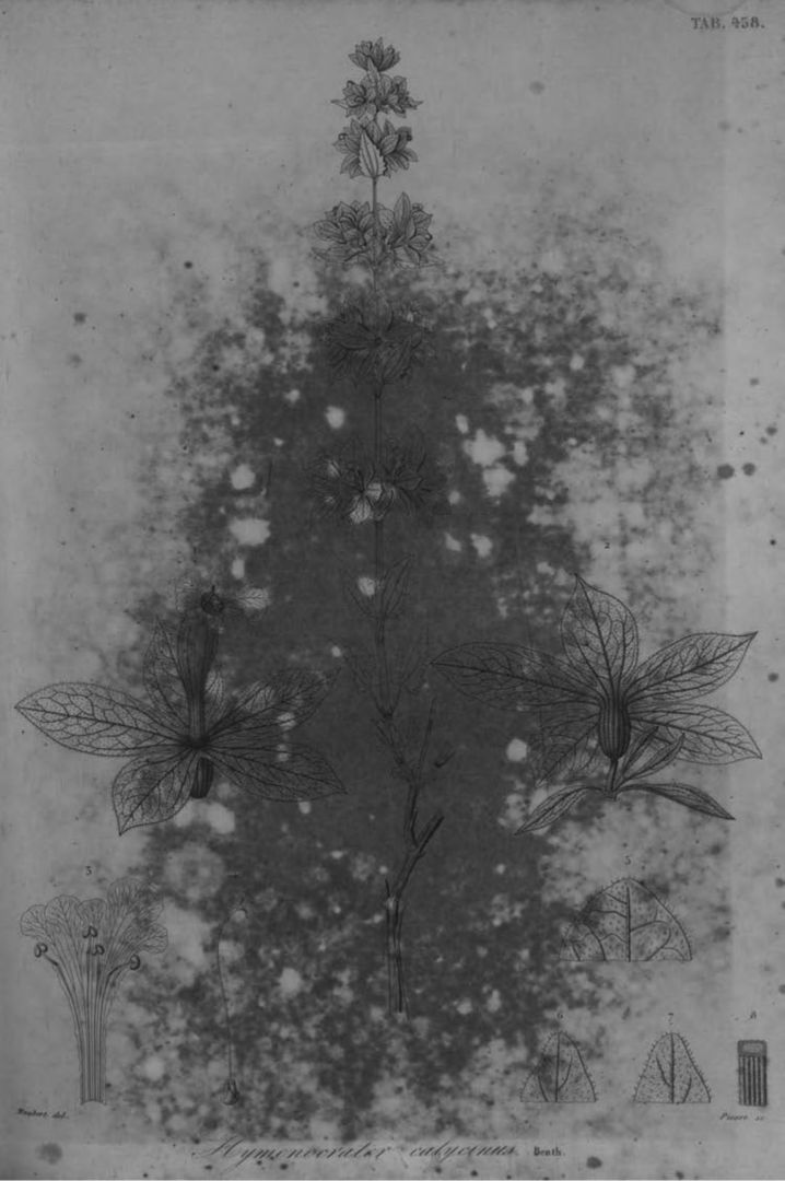 no HD illustration available (m1)
