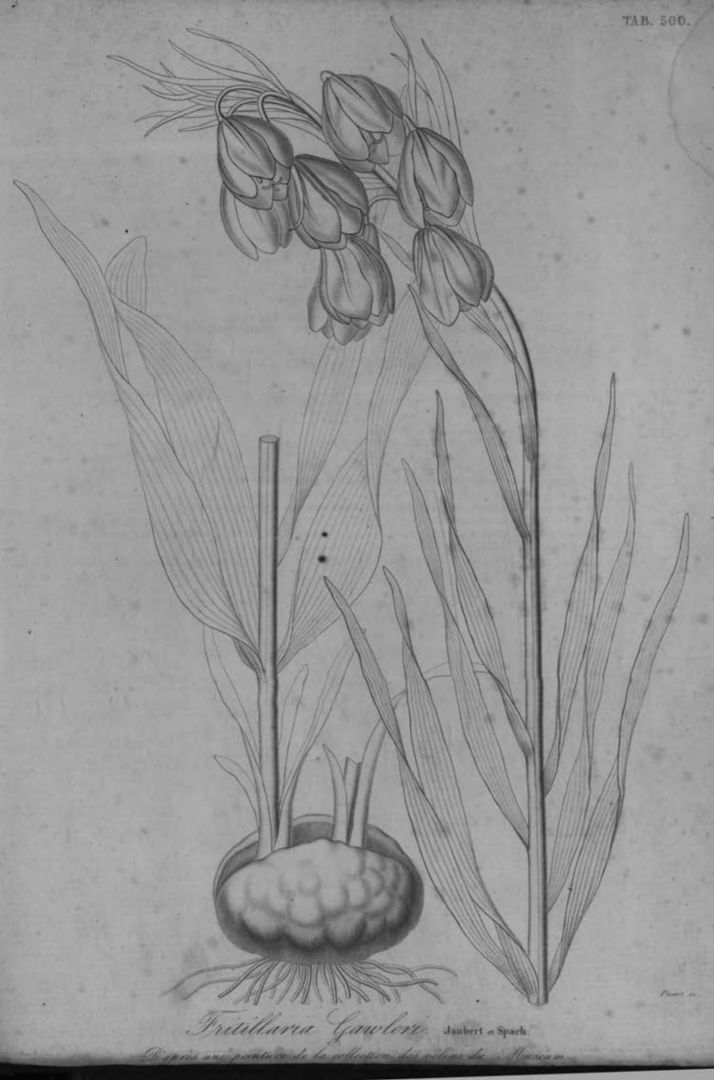 no HD illustration available (m1)