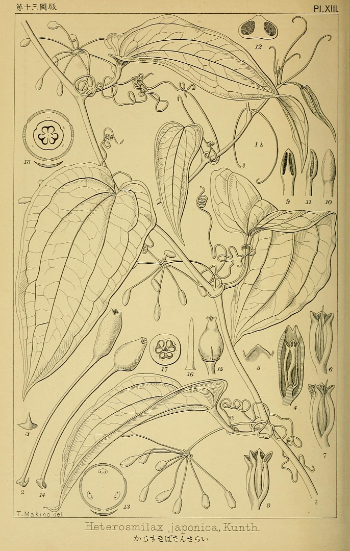 no HD illustration available (m1)