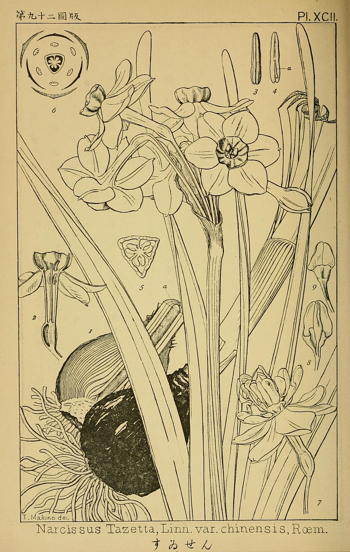no HD illustration available (m1)